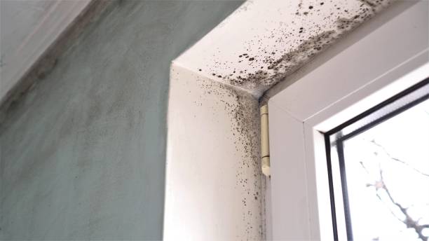 Best Black Mold Removal  in Euclid, OH