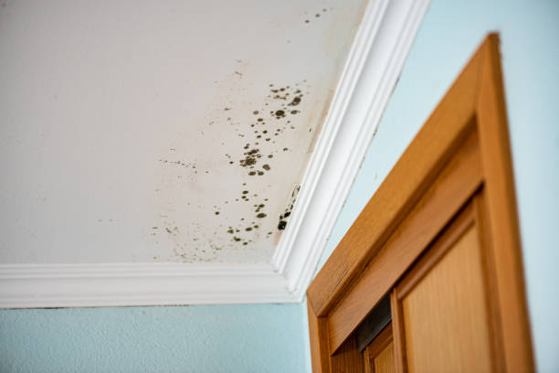 Office Mold Removal Services in Euclid, OH