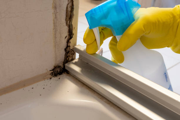 Best Mold Inspection  in Euclid, OH