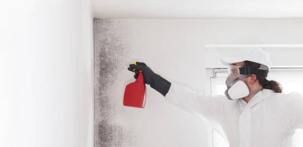 Best Mold Removal Company Near Me  in Euclid, OH