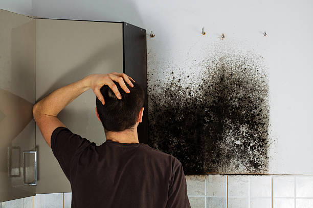 Best Mold Cleaning Services  in Euclid, OH