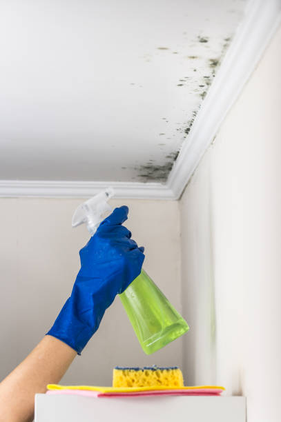 Best Professional Mold Removal  in Euclid, OH